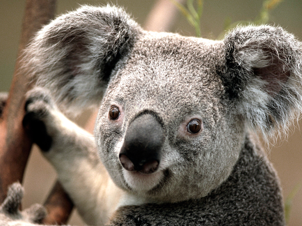 This is a picture of a Koala
